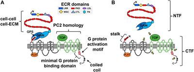 The GPCR properties of polycystin-1- A new paradigm